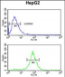 ELOVL2 Antibody (N-term)